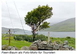 Feen-Baum in der irischen Landschaft