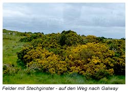 Auf der Rückfahrt von der Kylemore Abtei zur Stadt Galway fuhren wir an Felder mit Stechginster vorbei