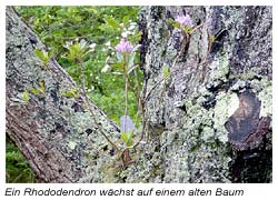 Rhododendron wächst auf einen alten Baum