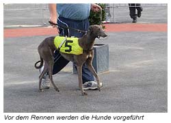 Windhund Rennen - die Hunde werden vor jedem Rennen vorgeführt