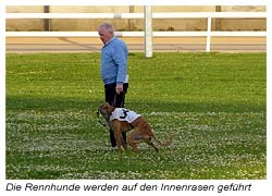Windhund Rennen - die Hunde erhalten vor jedem Rennen noch einen Auslauf