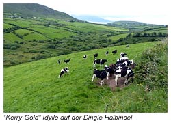 Kerry Gold Idylle auf der Dingel Halbinsel