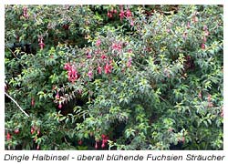 Dingle Halbinsel - überall blühende Fuchsien Sträucher