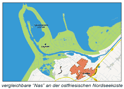 Nase im ostfriesischen Wattenmeer bei Greetsiel