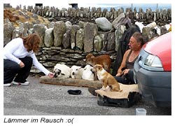 Mit Drogen ruhig gestellte Lämmer als Streichelobjekte - Ring of Kerry