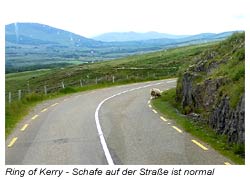 Ring of Kerry - Schafe auf der Straße ist normal