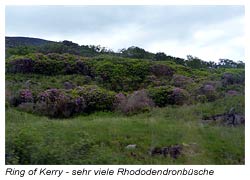 Ring of Kerry - sehr viele Rhododendron - Büsche