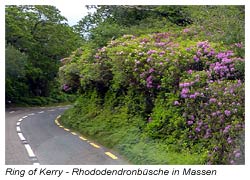 Ring of Kerry - sehr viele Rhododendronbüsche