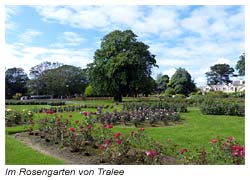 Tralee - Irland - im Rosengarten der Stadt