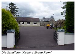 Die Schaffarm “Kissane Sheep Farm”