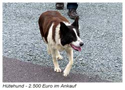 Hütehund - 2.500 Euro im Ankauf