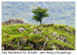 Das Gelände auf der Schaffarm ist sehr steinig und von schroffen Felsen durchzogen