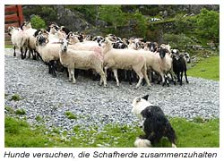 Die Hirtenhunde treiben die Schafe zusammen