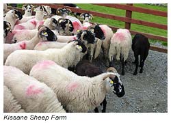 Kissane Sheep Farm