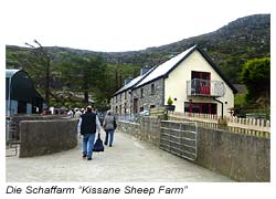 Die Schaffarm “Kissane Sheep Farm”