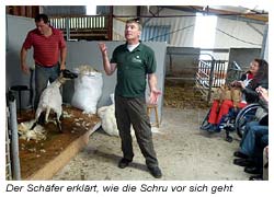 Schaffarm - Der Schäfer erklärt, wie die Schur der Schafe vor sich geht